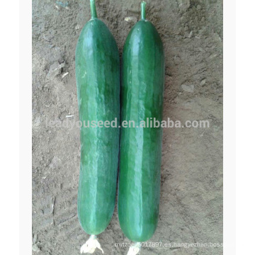 CU17 híbrido Ding f1 híbrido verde chino semillas de pepino de 16 a 18 cm